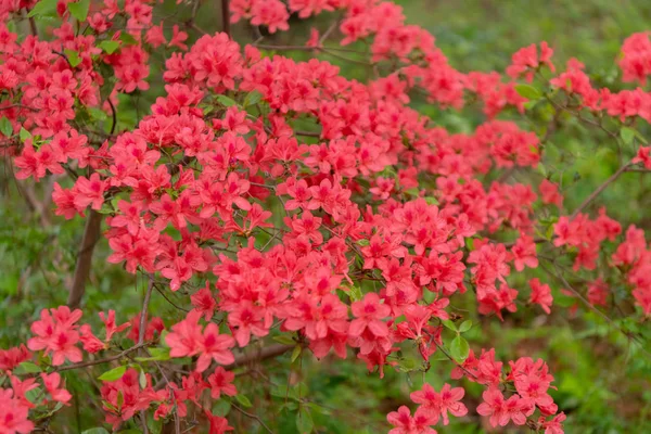 flowering-shrubs