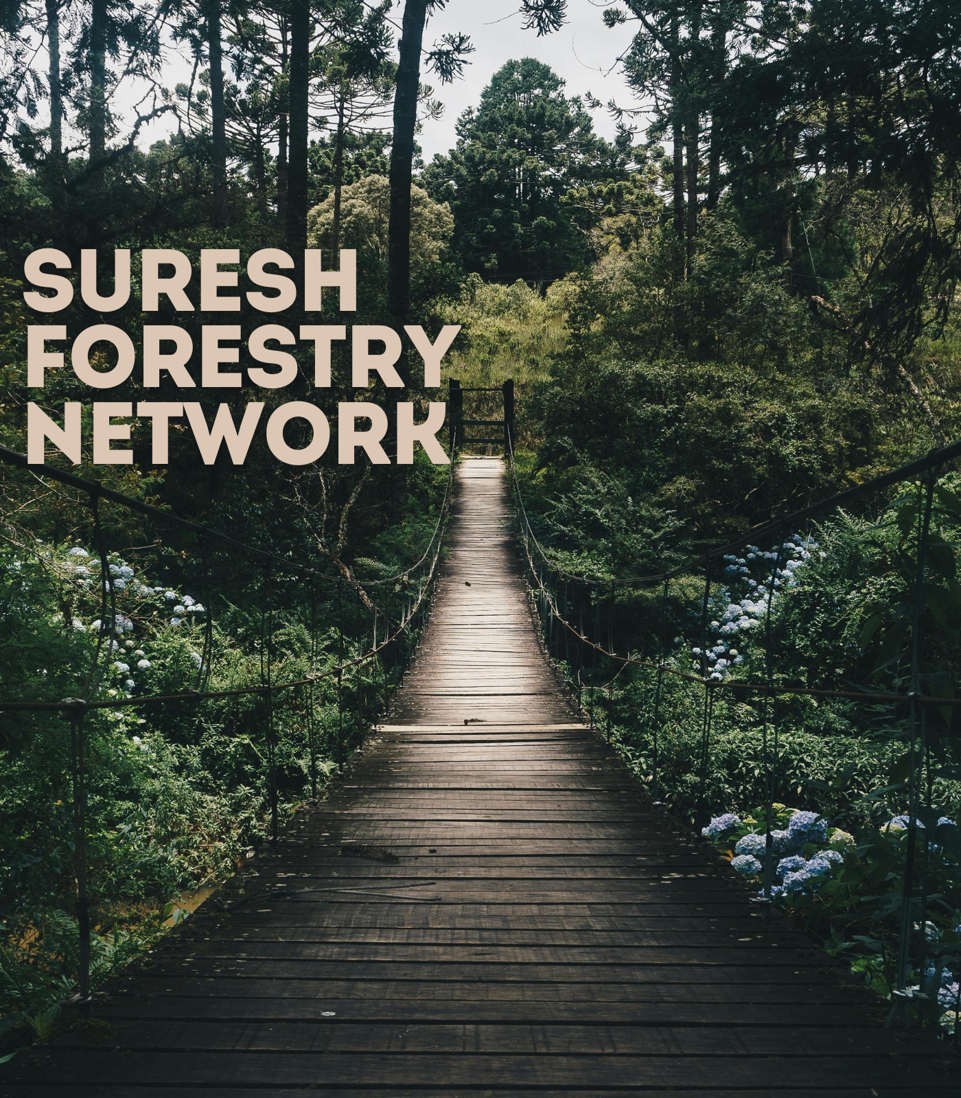 Suresh Forestry Network