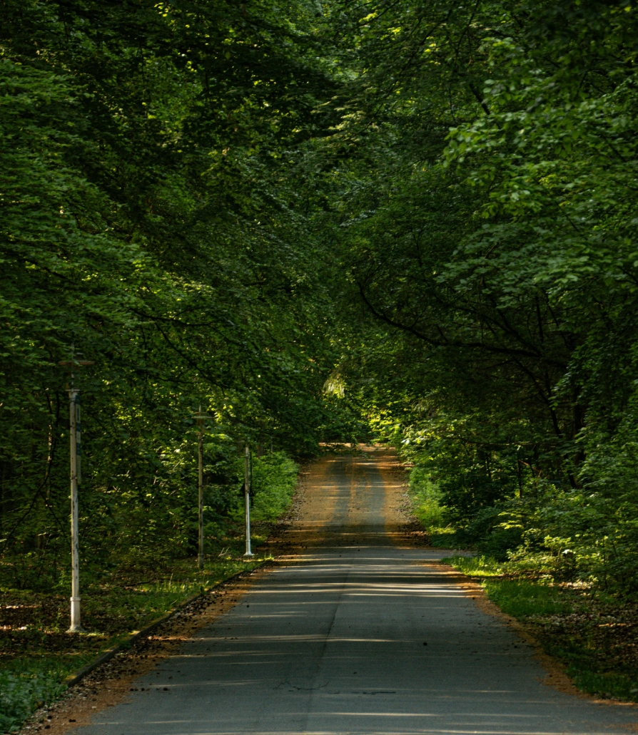 Suresh Forestry Network