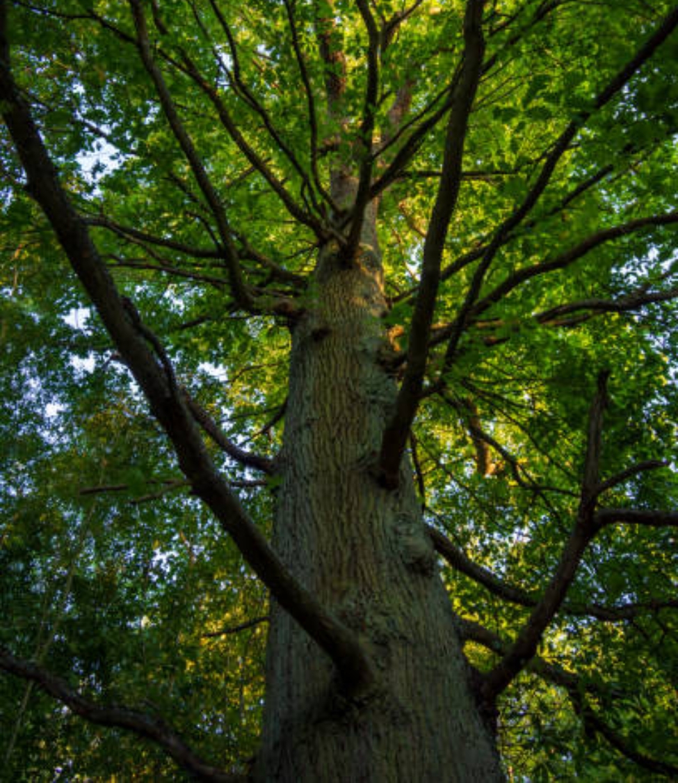 Suresh Forestry Network