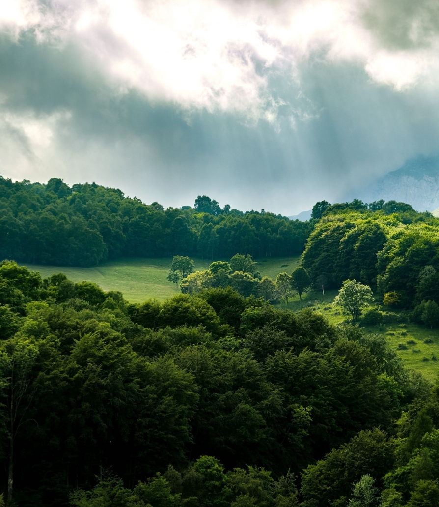 Suresh Forestry Network