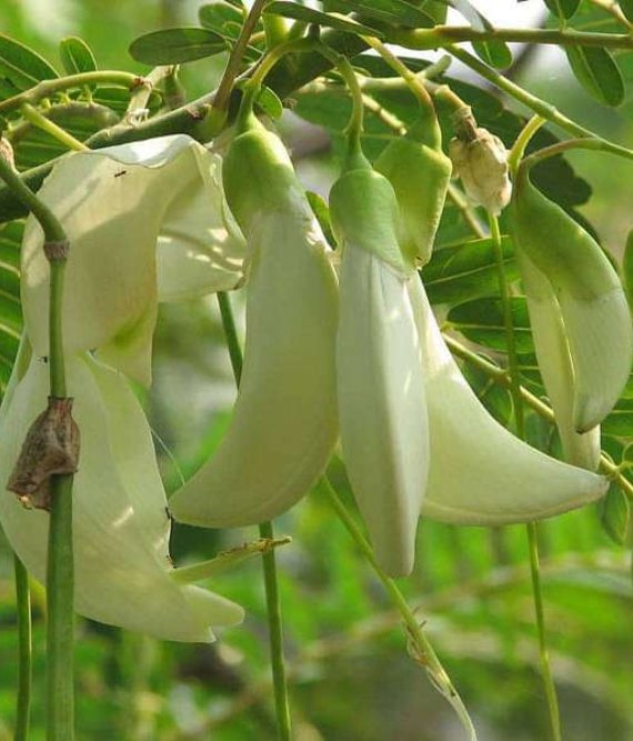 Sesbenia Grandiflora