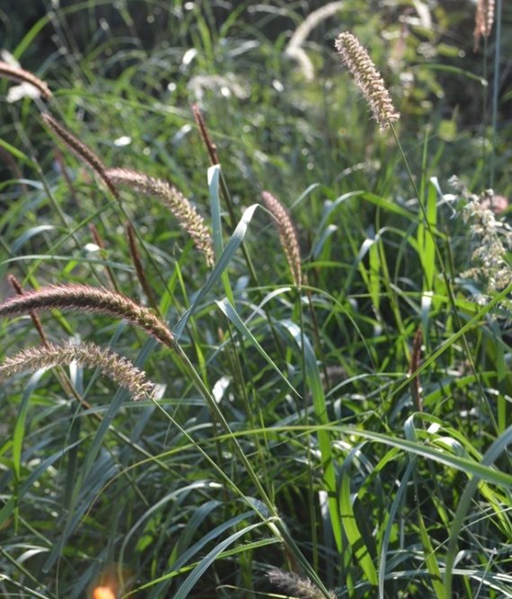 Cenchrus Ciliaris / Buffel Grass