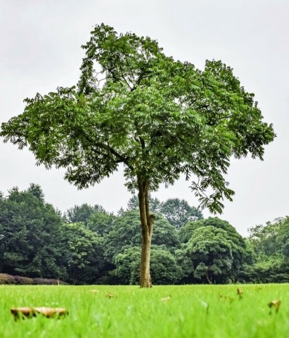 Fodder Trees