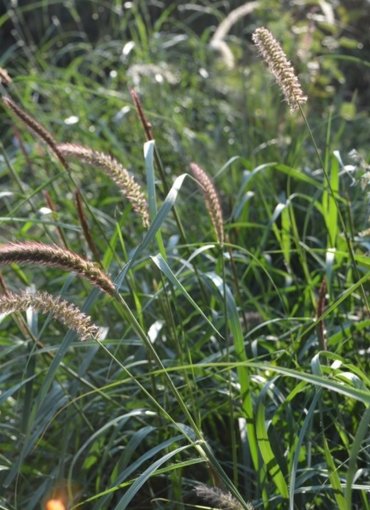 Suresh Forestry Network